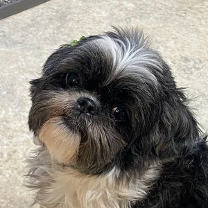 Meet your Posher, Sharon